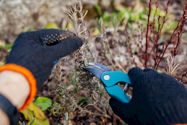 Mariia Boiko/Shutterstock.com