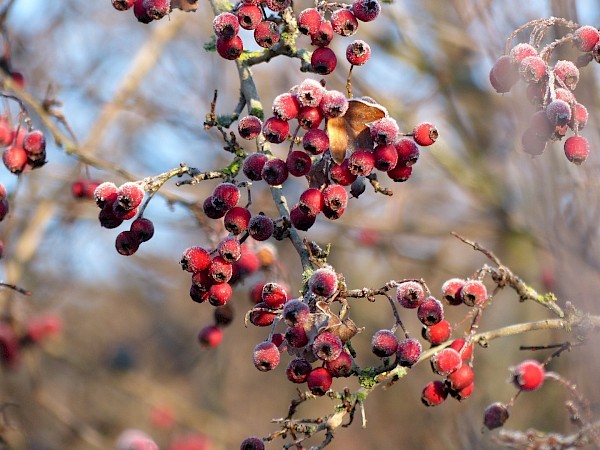 Winterlicher Farbtupfer: Die Beeren des Weißdorns bieten Vögeln eine wichtige Nahrungsquelle. Foto: milliways42/pixabay.com