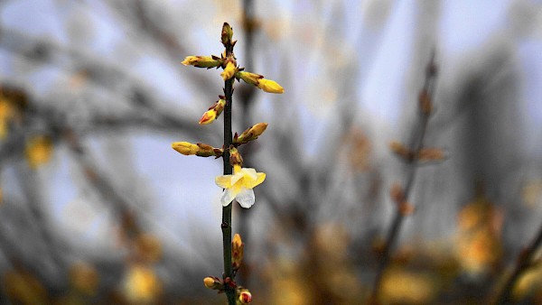 Seltene Blütenpracht: Der Winterjasmin blüht auch an milden Wintertagen und lockt erste Insekten an. Foto: Mylene2401/pixabay.com
